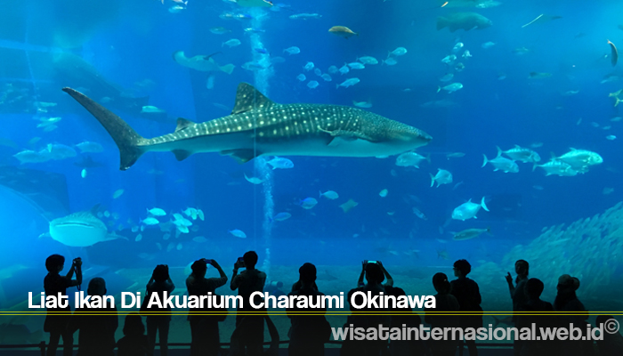 Liat Ikan Di Akuarium Charaumi Okinawa
